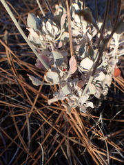 Eriogonum saxatile