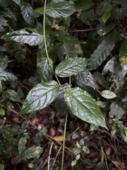 Lycianthes virgata