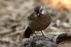 Pterorhinus sannio
