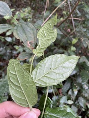 Lycianthes virgata