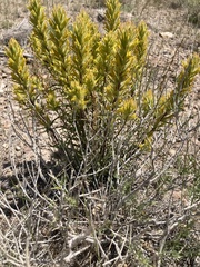 Castilleja flava flava