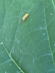 Psylla buxi