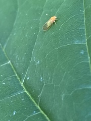 Psylla buxi