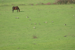 Theristicus melanopis