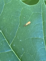 Psylla buxi