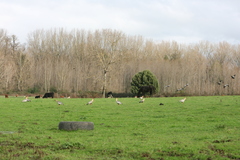 Theristicus melanopis