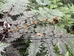 Alsophila portoricensis