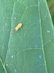 Psylla buxi