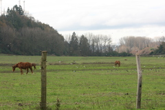 Vanellus chilensis chilensis