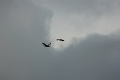 Nannopterum brasilianum