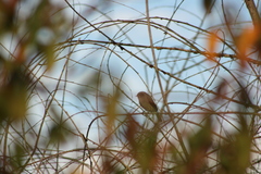 Colorhamphus parvirostris