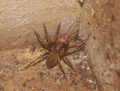 Uliodon albopunctatus