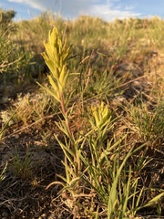 Castilleja flava flava