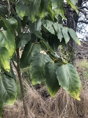 Polyscias sandwicensis