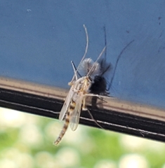 Chironomidae