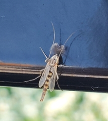 Chironomidae