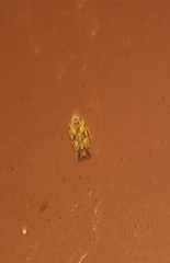 Protalebrella conica