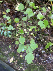 Plagianthus
