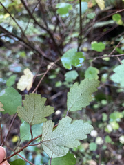 Plagianthus