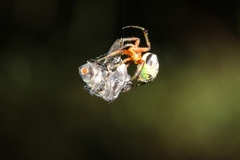 Bijoaraneus legonensis