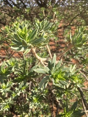 Eremophila miniata