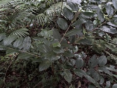 Prunus occidentalis