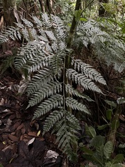 Pteris altissima