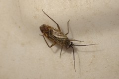 Pseudopsallus angularis