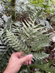 Pteris altissima