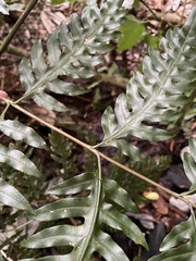 Pteris altissima