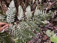 Pteris altissima