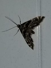 Petrophila canadensis