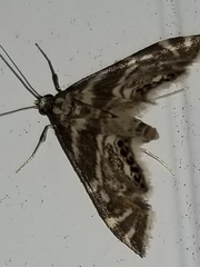 Petrophila canadensis