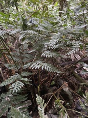 Pteris altissima