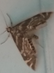 Petrophila canadensis