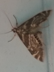 Petrophila canadensis