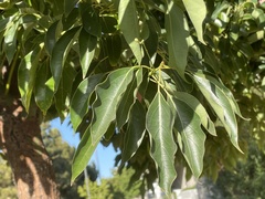 Cinnamomum camphora