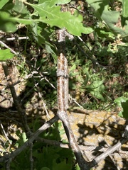 Catocala ultronia