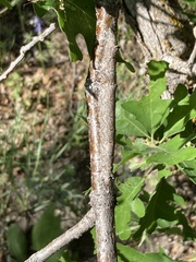 Catocala ultronia
