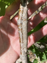 Catocala ultronia