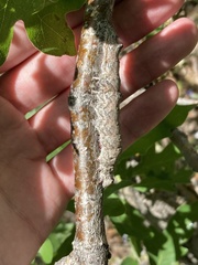 Catocala ultronia