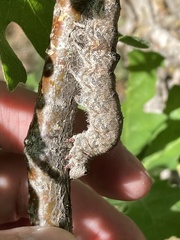 Catocala ultronia