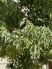 Cinnamomum camphora