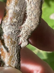Catocala ultronia