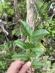 Pinochia corymbosa portoricensis