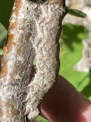 Catocala ultronia