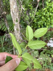 Pinochia corymbosa portoricensis