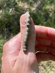 Catocala ultronia