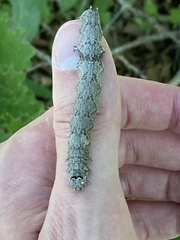 Catocala ultronia