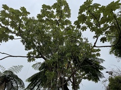 Chionanthus domingensis